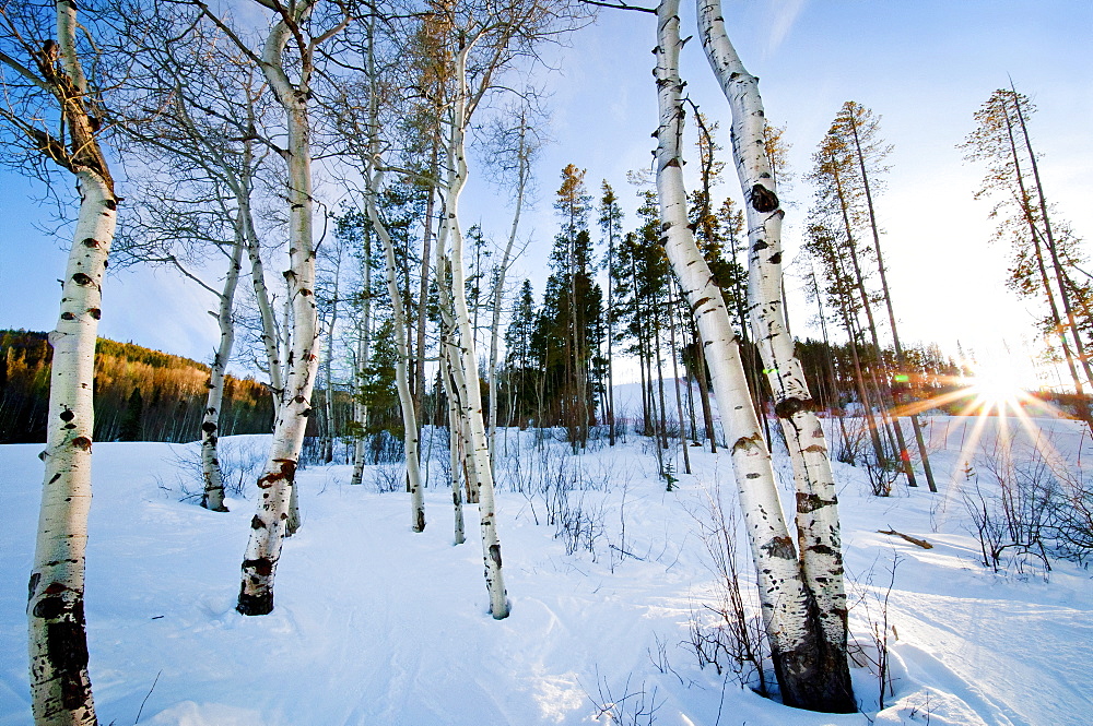 Aspen Tree Colony In A Snow Covered Landscape At Dusk, Beaver Creek, Colorado