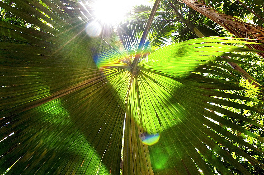 Sunlight Shines Through A Thick Tropical Canopy With A Palm Frond