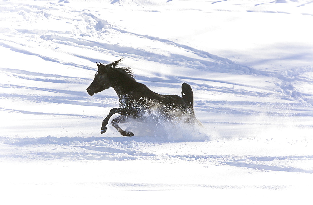 Silver Coloured Arabian horses in Somano, Italy