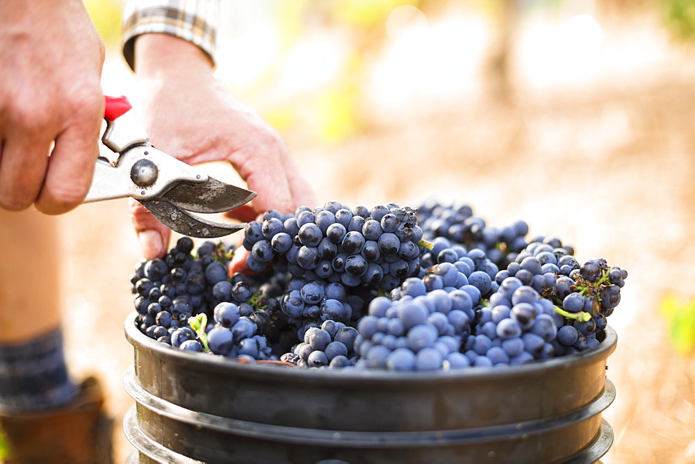 Harvest at vineyard in Santa Cruz Mountains
