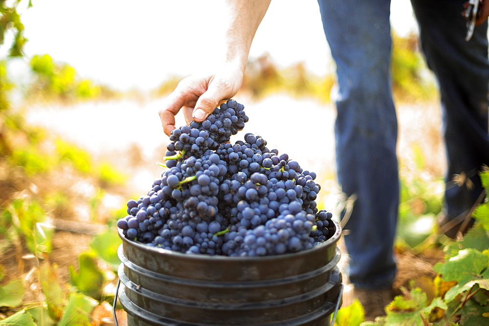 Harvest at vineyard in Santa Cruz Mountains