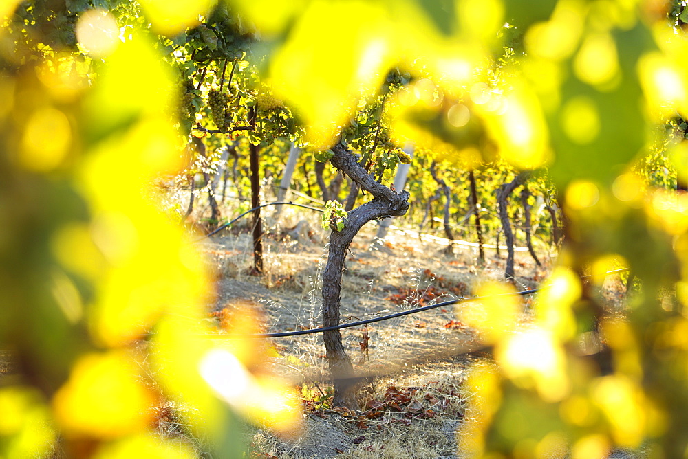 Sunset light shining through grape vines Woodside