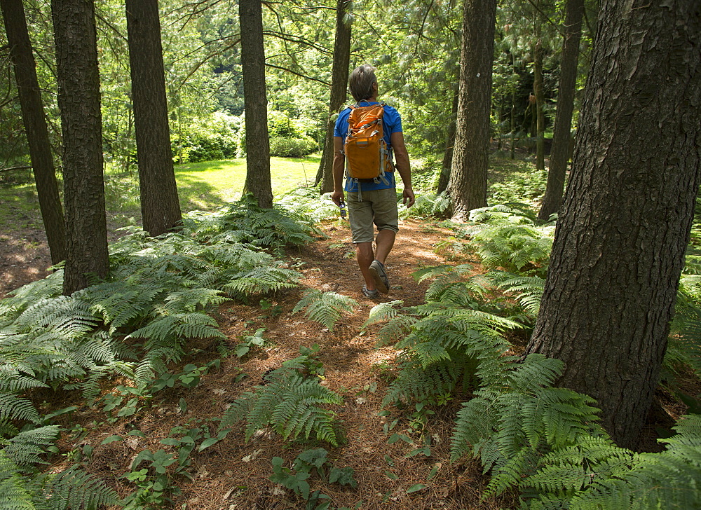 Male hiker follows trail through forest, ferns