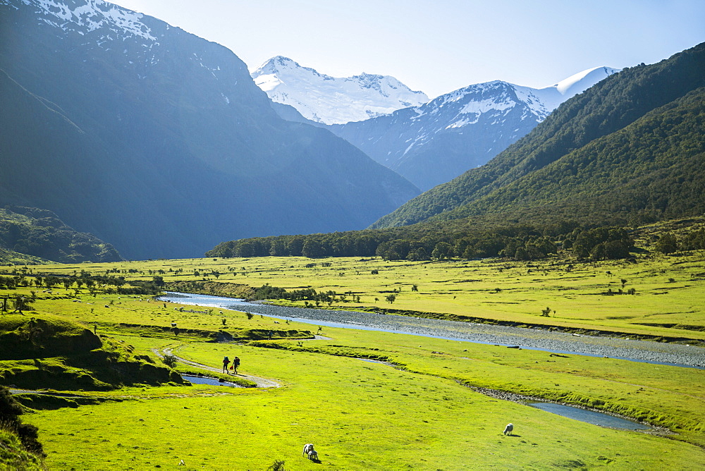 Hiking In Mount Aspiring National Park Through The Field Of Grazing Sheep And Cattle In New Zealand