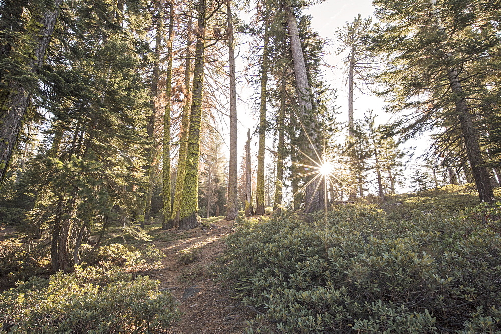 Trees Along The Trail At Inspiration Point In Yosemite National Park, California