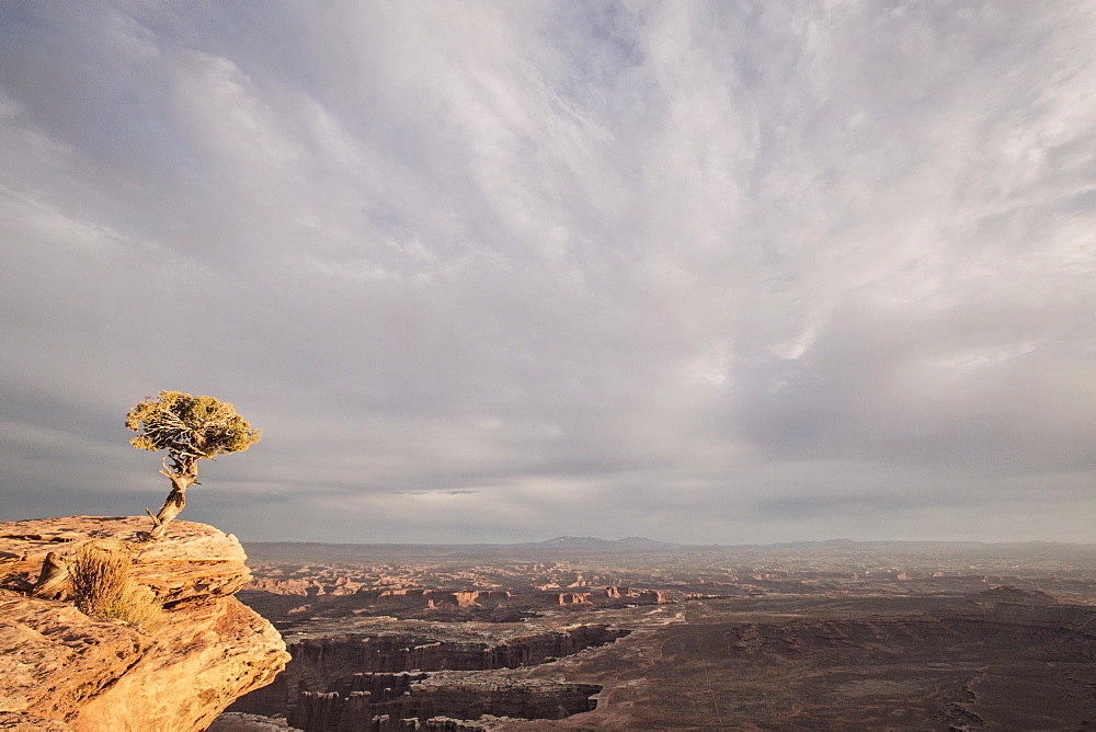 A Tree On Cliff At Sunset, Canyonlands National Park, Utah