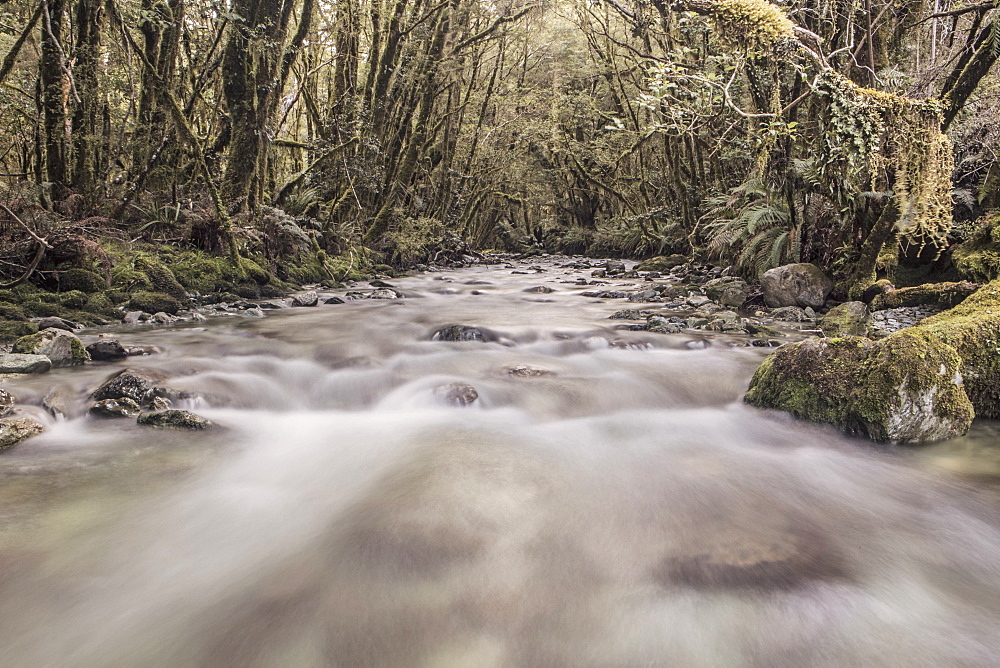 A Rapid River Flowing In The Rainforest, Fiordland National Park, New Zealand