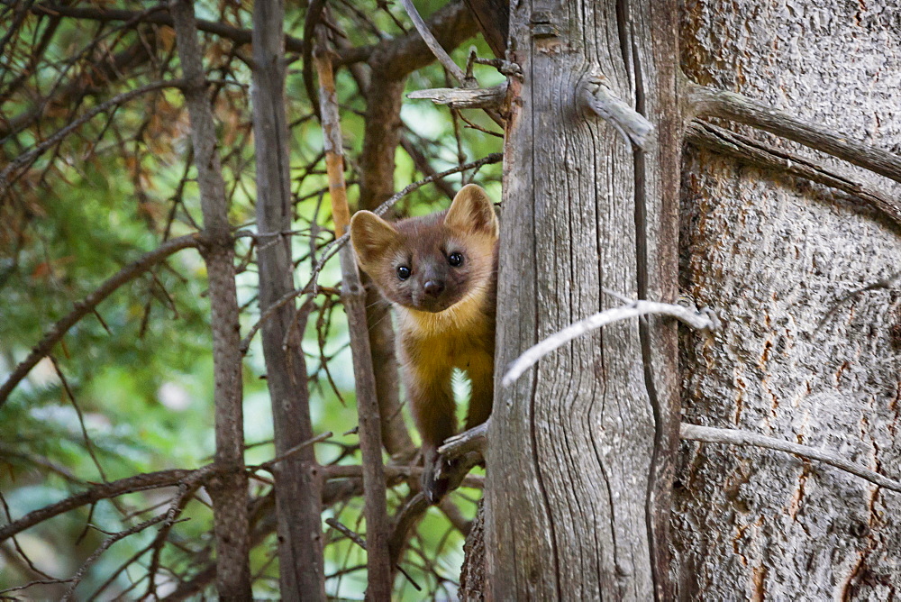 Pine Marten On The Branch Of A Tree Chicago Basin