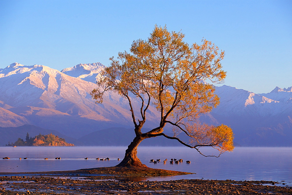 Famous Wanaka Lake Tree In New Zealand