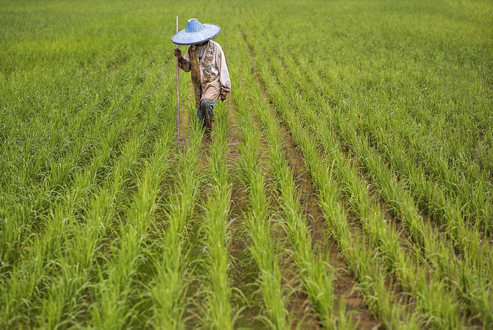 A Female Rice Field Worker At The Harau Valley, Sumatra, Indonesia