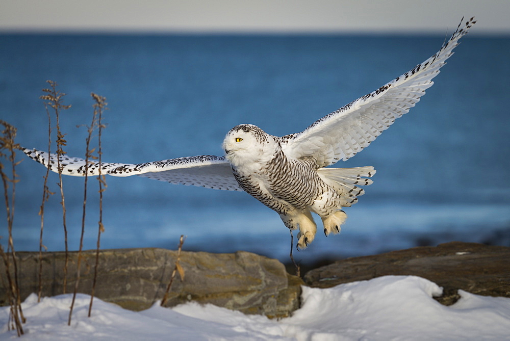 A snowy owl takes flight on the coast of New Hampshire.