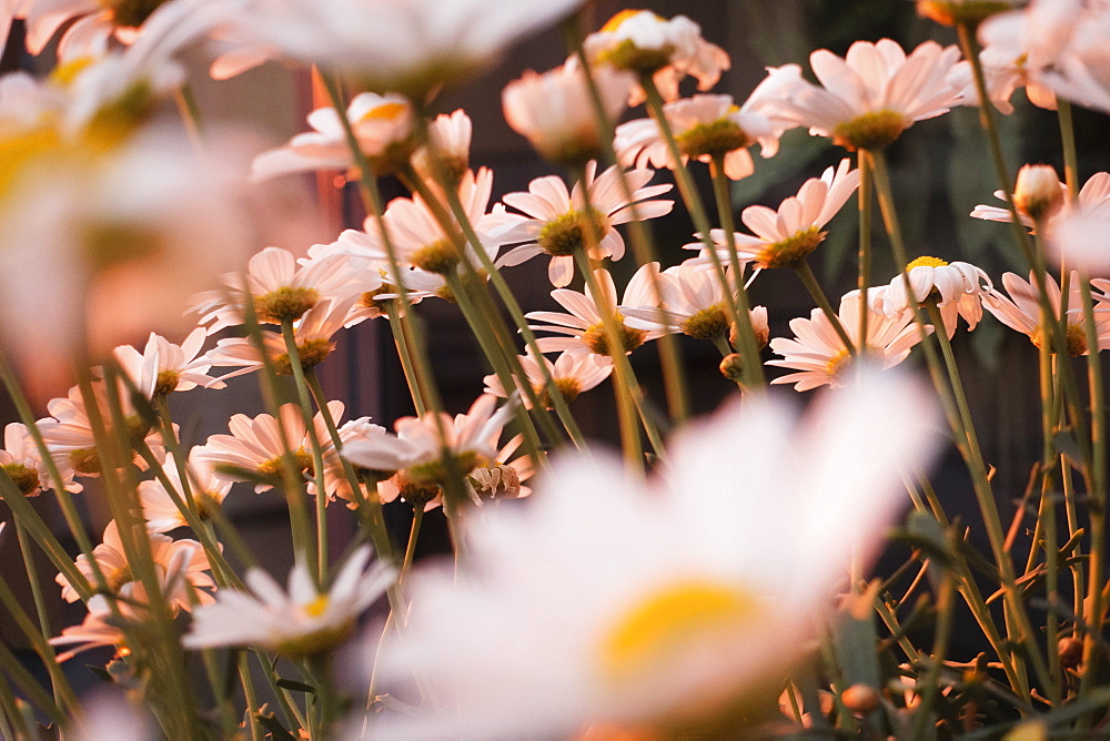 Named ?Paivan Kakkara? in Finnish, a daisy bush is illuminated by the midnight sun in early July in central Finland.