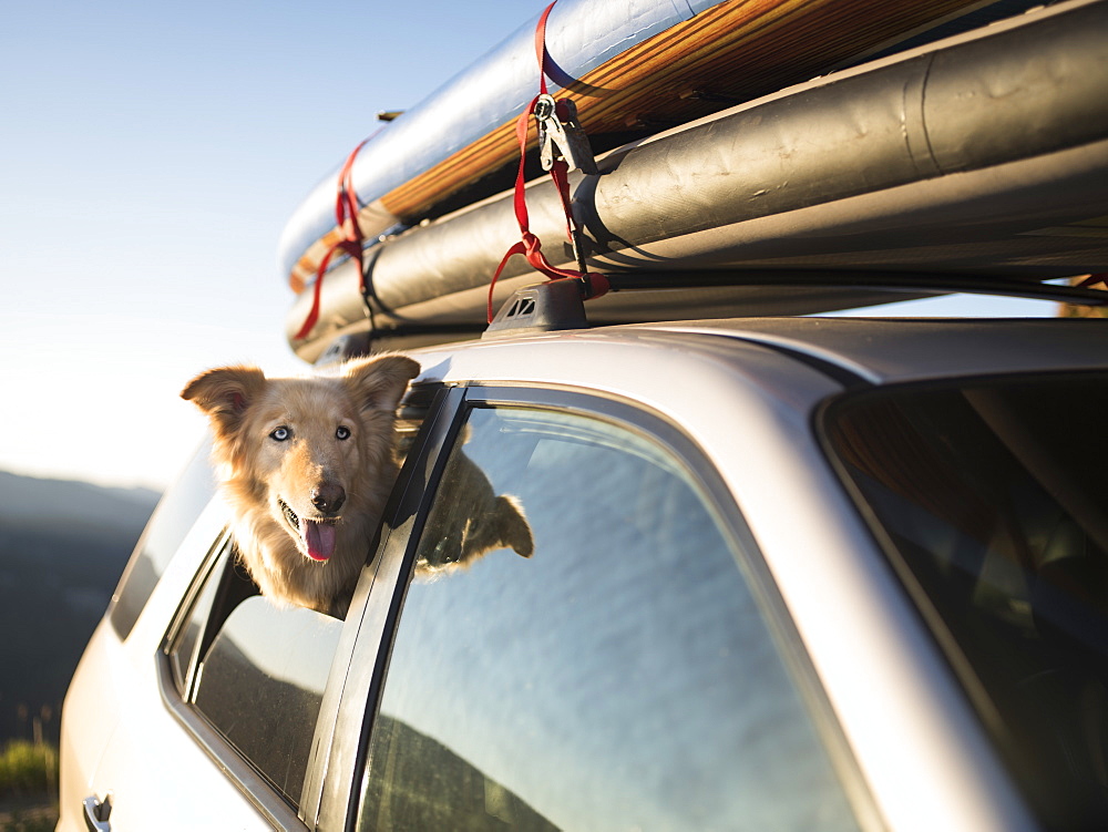 A dog waiting in an SUV loaded with SUPs