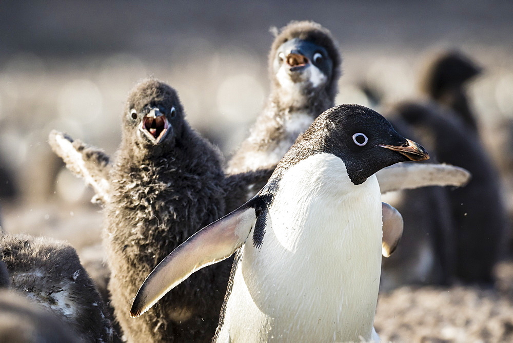 Two Penguin Chicks Cahse an Adult