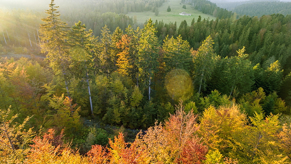 view of warm autumnal lights and colors in a forest of Spruce (Picea Abies) and other trees in the Vaud Canton, close to Arzier, Switzerland