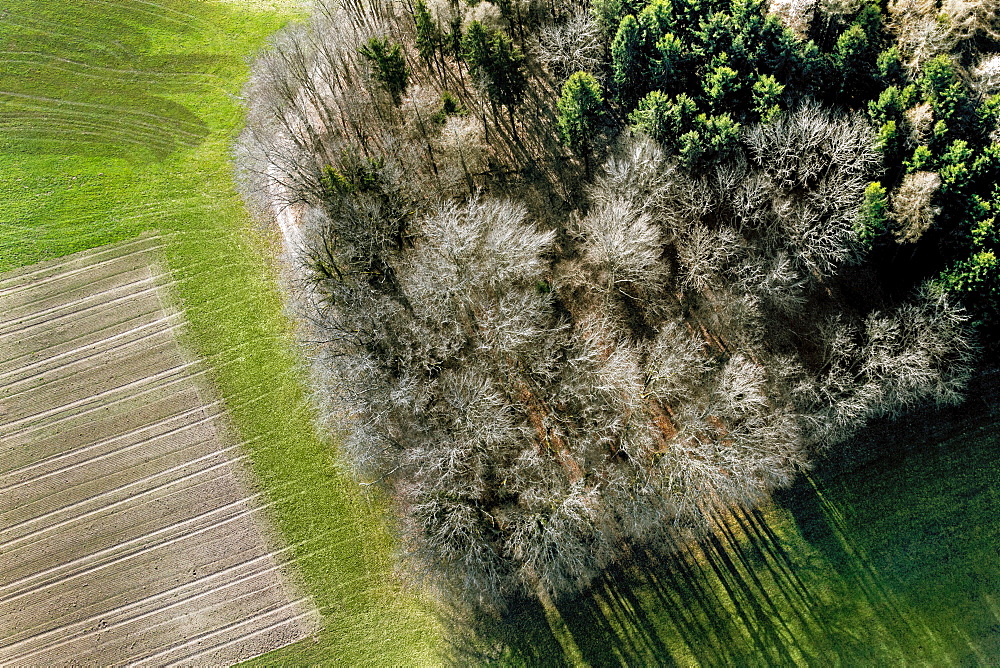 aerial view of trees in Springtime, without leaves, forming a kind of island in the middle of agriculture fields, a mix of green and grey-brownish colors, in a location close to Matran, Fribourg Canton, Switzerland