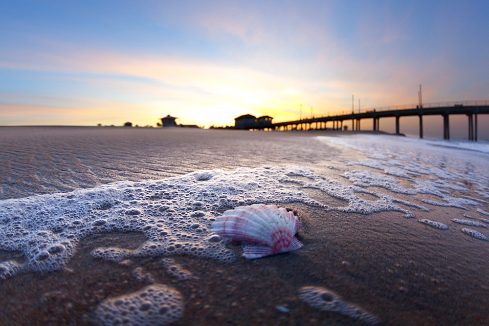 A shell on the beach near Huntington beach pier at sunrise.