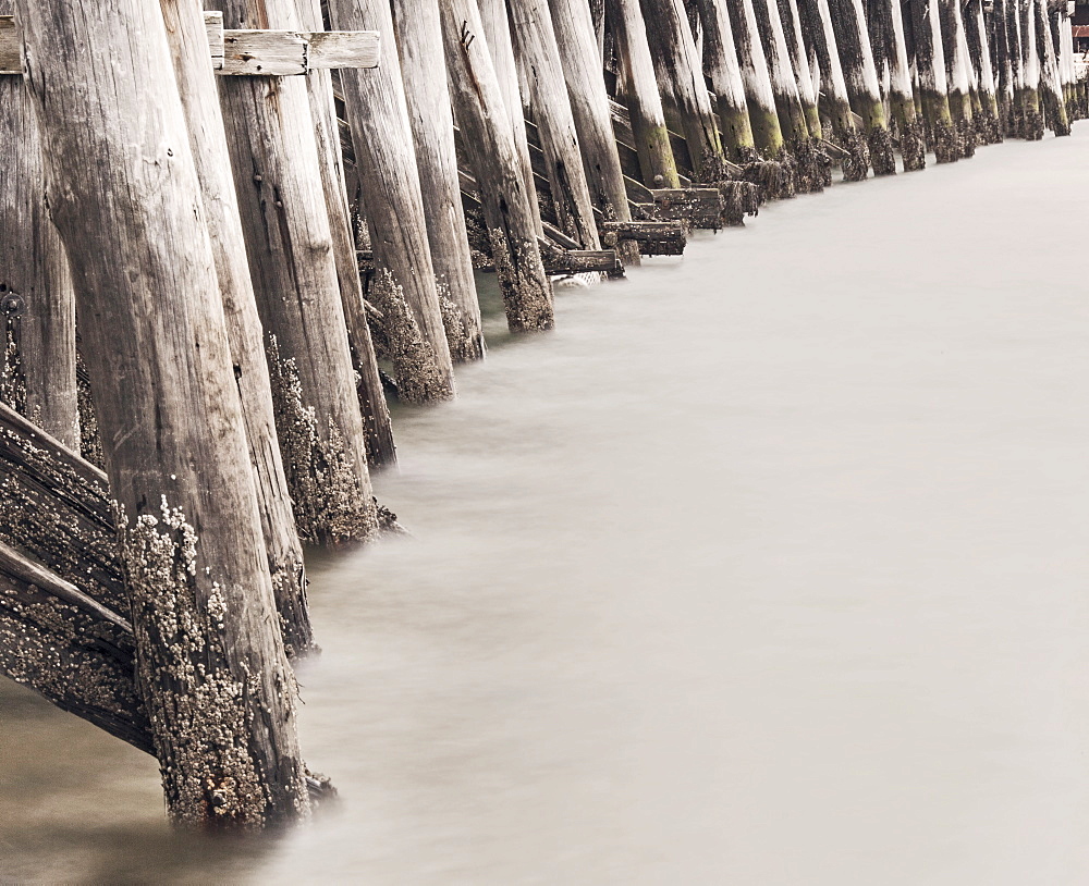 Barnacles cover a wooden pier in Portland, Maine.