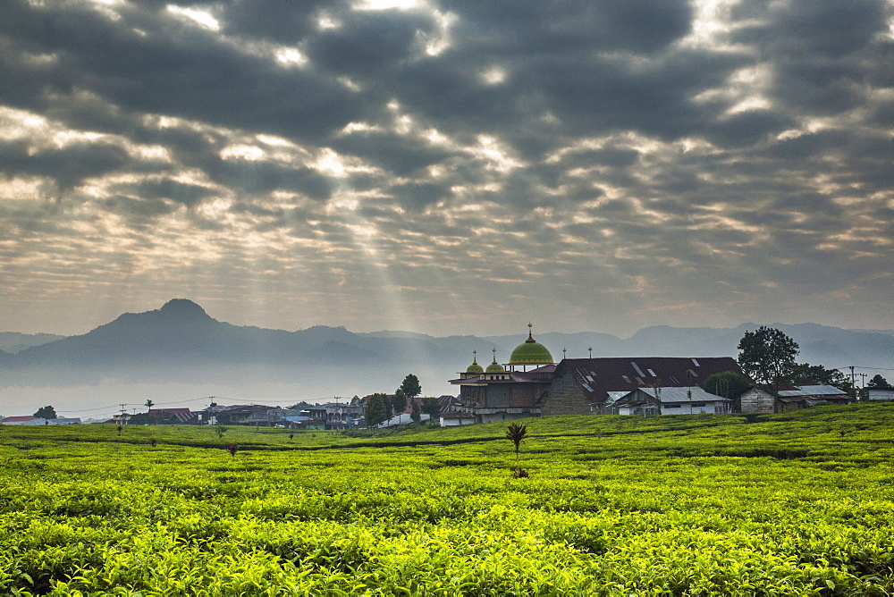 Sunlight streams through pocked clouds above a vast tea field with a small town and mosque and mountains on the horizon. Kerinci Valley, Sumatra, Indonesia