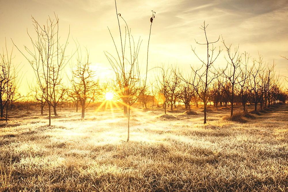 Sunrise in cold winter morning in the field near Kraljevo city, Serbia.  Sunrays going trough tree branches and reflects of the frost on grass.