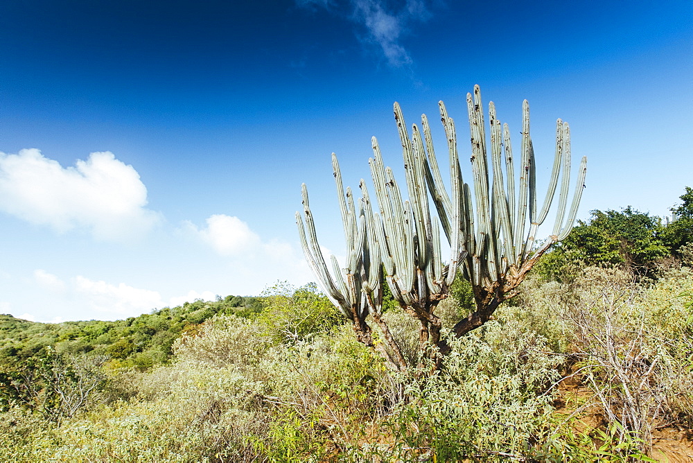 Arid landscape of the British Virgin Islands