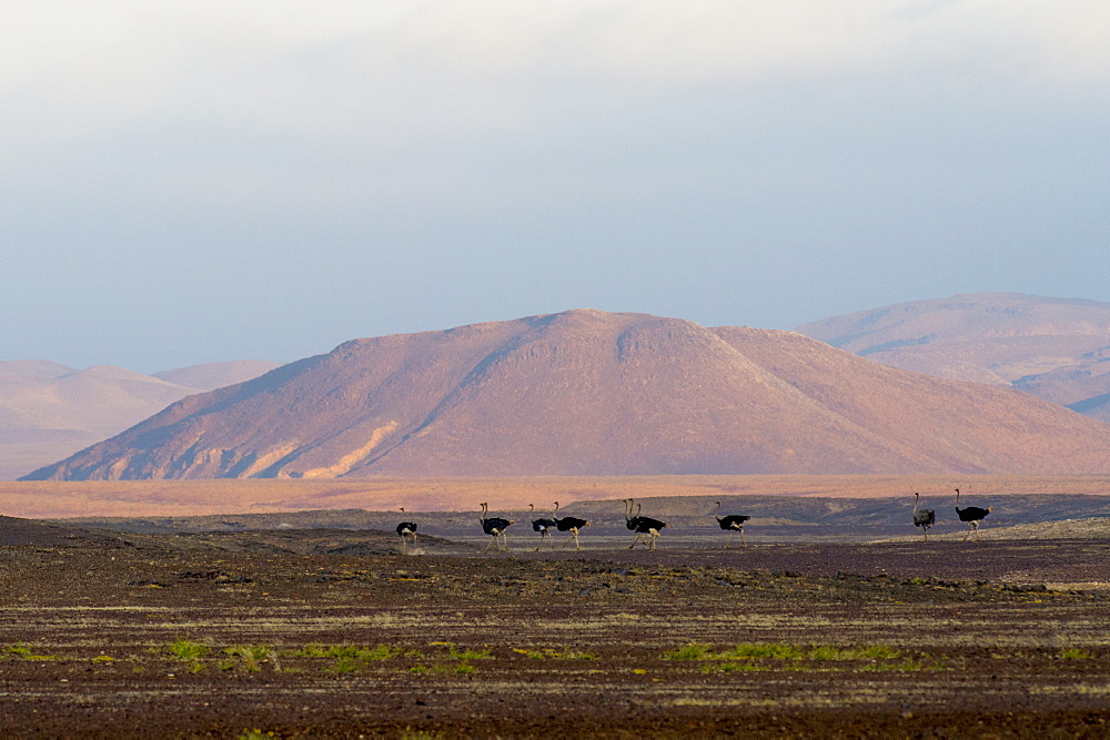 Flock of ostriches (Struthio camelus) and hill in background, Brandberg, Damaraland, Namibia