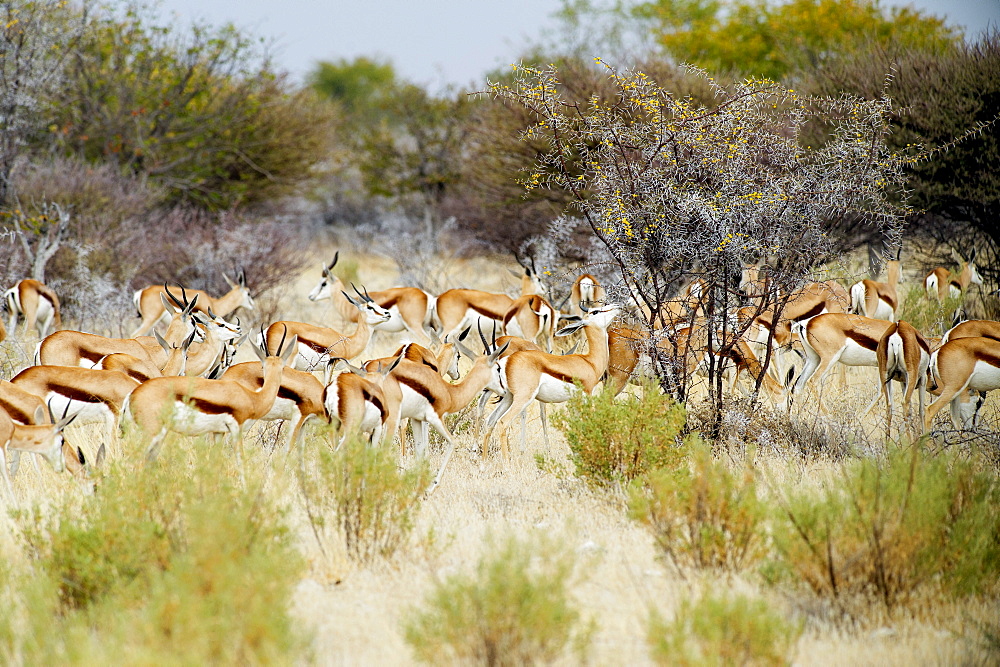 Nature photograph with herd of springbok (Antidorcas marsupialis), Etosha National Park, Namibia