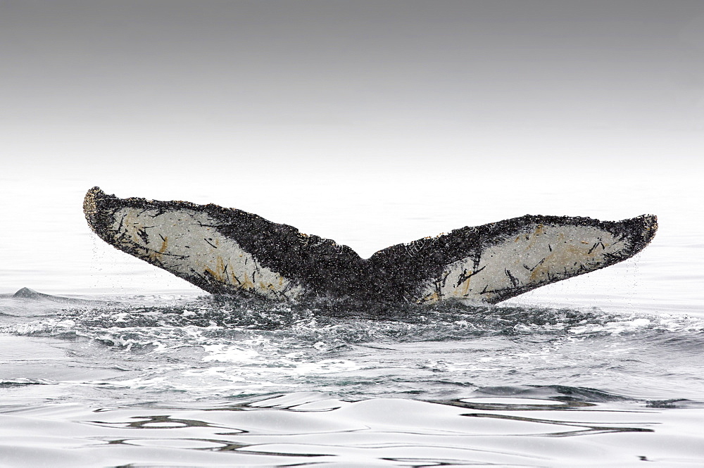 Tail fin of humpback whale (Megaptera novaeangliae) swimming in sea, Wilhelmina Bay, Antarctica