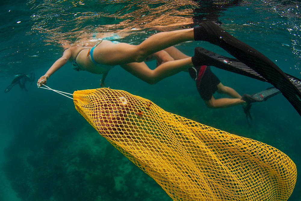 Woman handling bagged lion fish after spearing it, Atlantic Ocean