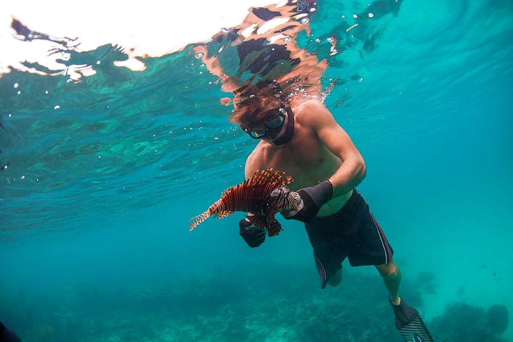 Man handling lion fish after spearing it, Atlantic Ocean