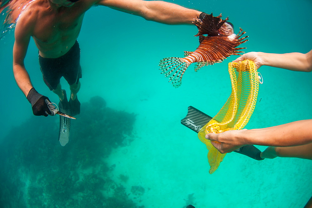 Man handling lion fish after spearing it, Atlantic Ocean