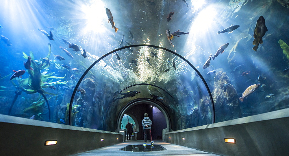 Boy admiring Oregon Coast Aquarium ocean exhibition, Oregon, USA