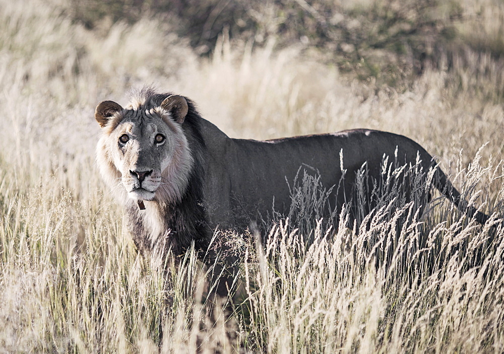 Nature photograph with single lion (Panthera leo) standing in savannah, Kalahari Desert, Namibia