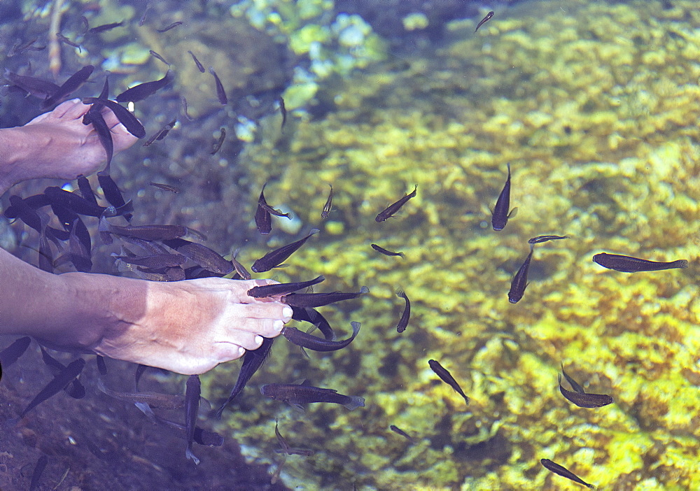 Photograph with bare feet of person in water with fish in Cenote Chikin Ha, Playa del Carmen, Mayan Riviera, Yucatan Peninsula, Mexico