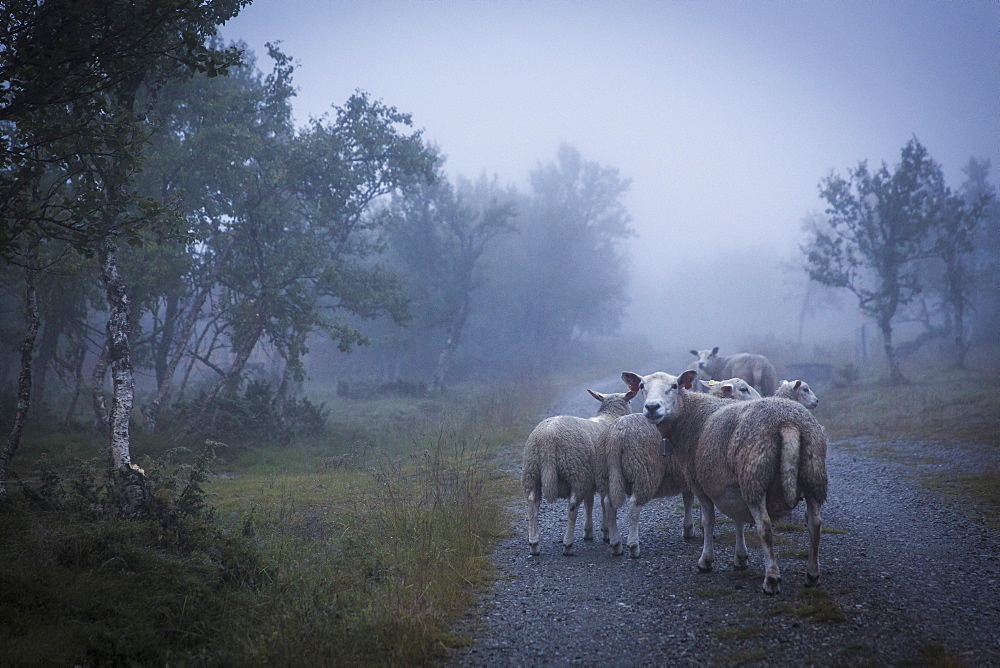 Photograph of flock of sheep on foggy road, Ringebu, Oppland, Norway