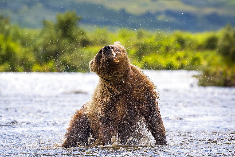 Wet Alaska Peninsula brown bear (Ursus arctos horribilis) shaking off water, Katmai National Park and Preserve, Alaska, USA