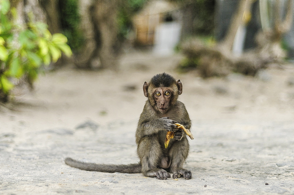 Beautiful photograph of single monkey eating a banana on Monkey Island in Ha Long Bay, Vietnam