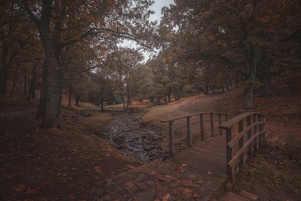 Scenic view of footbridge over stream in forest in autumn, Castanar de El Tiemblo, Avila, Castilla and Leon, Spain