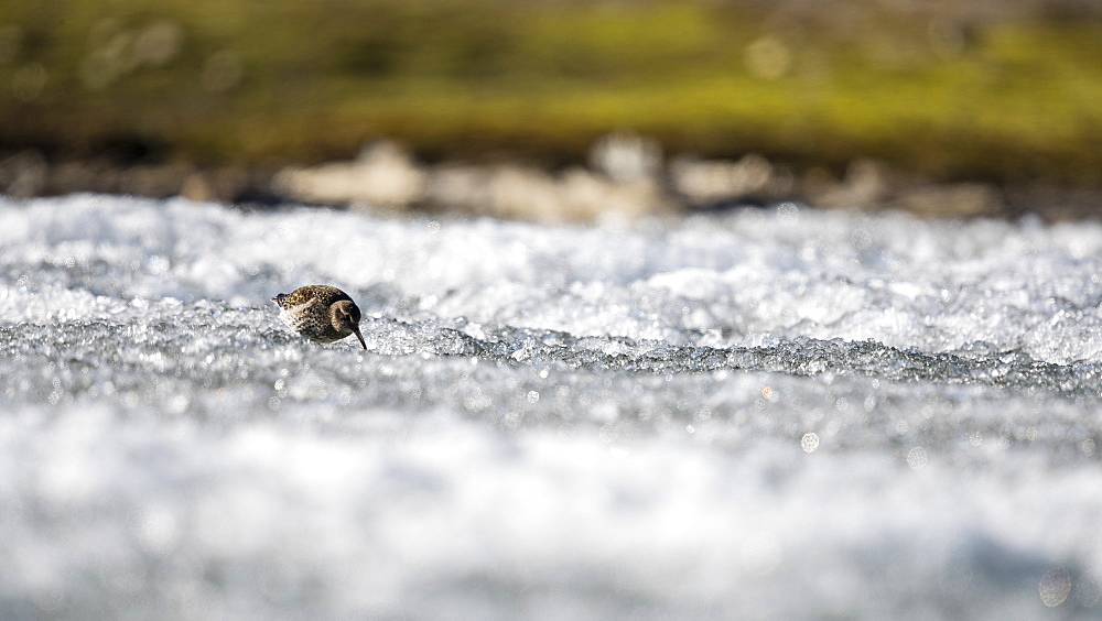 Beautiful nature photograph of single purple sandpiper (Calidris maritima) looking for food on ice, Longyearbyen, Svalbard and Jan Mayen, Norway