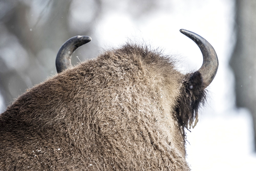 Beautiful nature photograph of back of head of European bison (Bison bonasus), Armenis, Caras-Severin, Romania