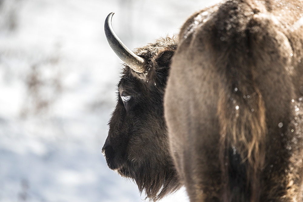 Beautiful nature photograph with close up of European bison (Bison bonasus), Armenis, Caras-Severin, Romania