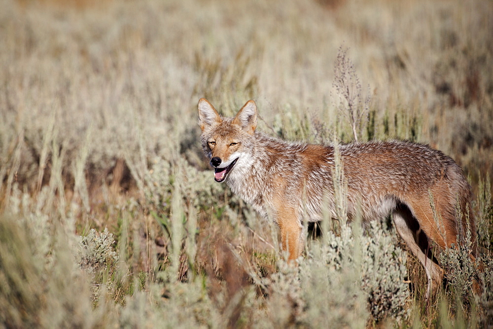 Coyote (Canis latrans) standing in meadow and looking at camera, Jackson Hole, Wyoming, USA