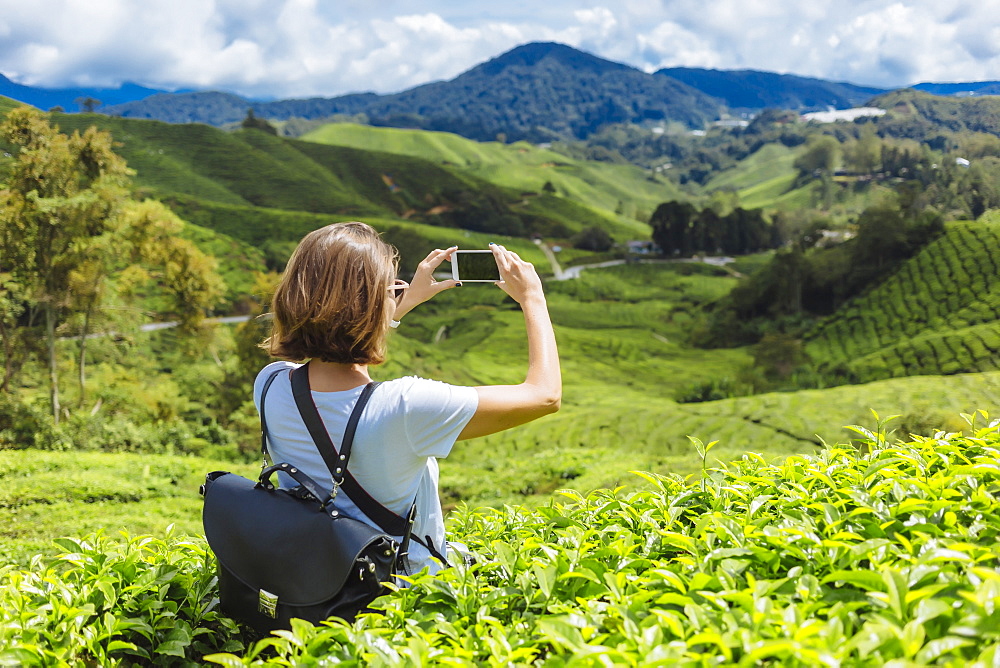 Rear view waist up shot of female tourist taking picture of tea plantations with smartphone, Cameron Highlands, Malaysia