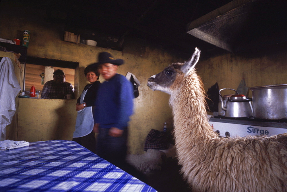 Altiplano near Arequipa - family living in the only building for 50 miles with a pet llama living in their kitchen.