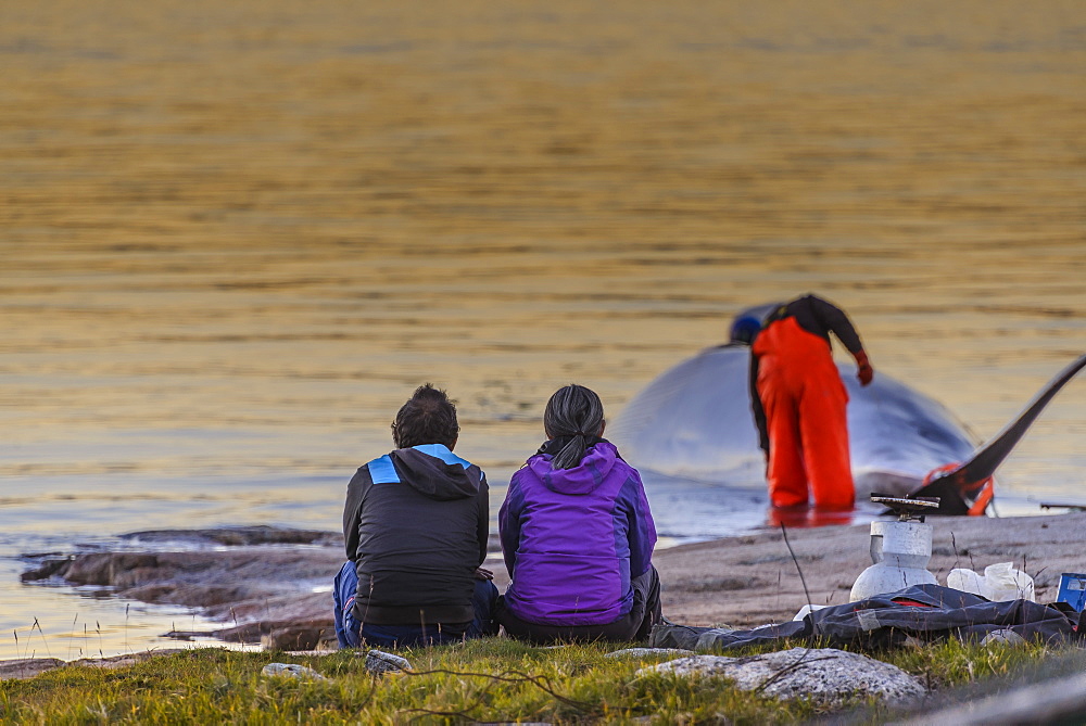 Professional hunters having killed a whale for the local market of Greenland. Quotas are in application and these hunts are regulated by the government