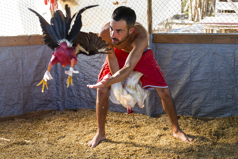 Cock training at arena before cock fighting, Vinales, Pinar del Rio Province, Cuba