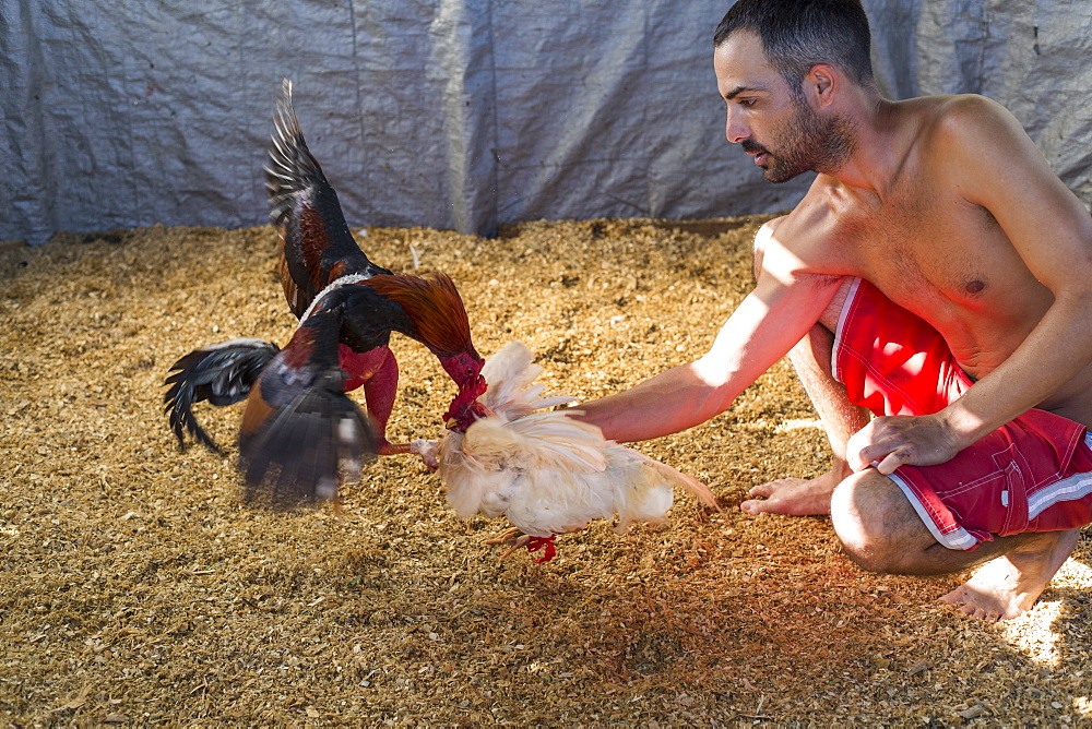 Cock training at arena before cock fighting, Vinales, Pinar del Rio Province, Cuba