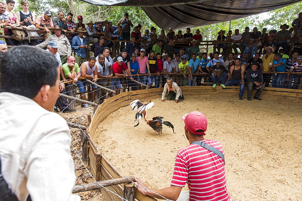 Large crowd of people watching cockfight, Vinales, Pinar del Rio Province, Cuba