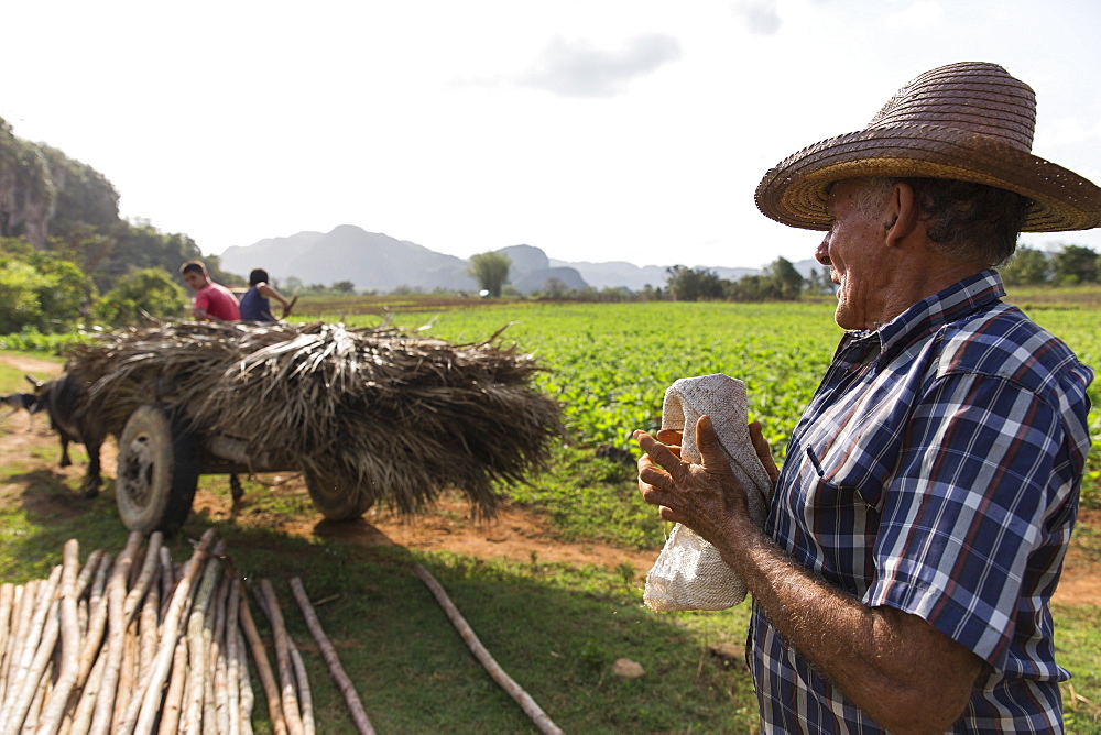 Side view shot of farmer working in field, Vinales, Pinar del Rio Province, Cuba