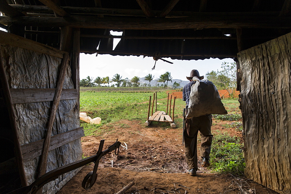 Rear view shot of farmer carrying sack while working at farm, Vinales, Pinar del Rio Province, Cuba